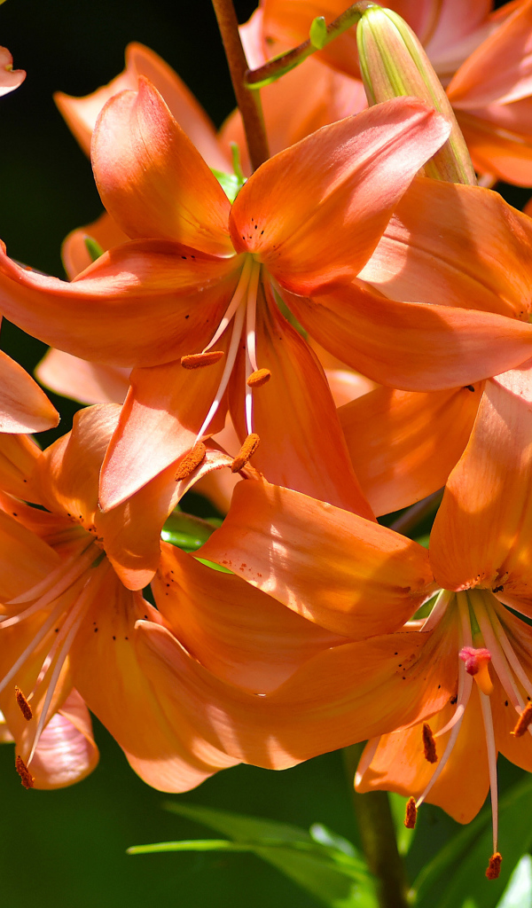 Много красивых оранжевых лилий в лучах солнца