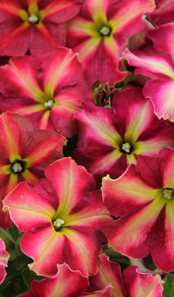 Много красивых розовых цветов петунии 