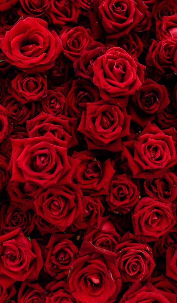 Много красивых красных роз крупным планом