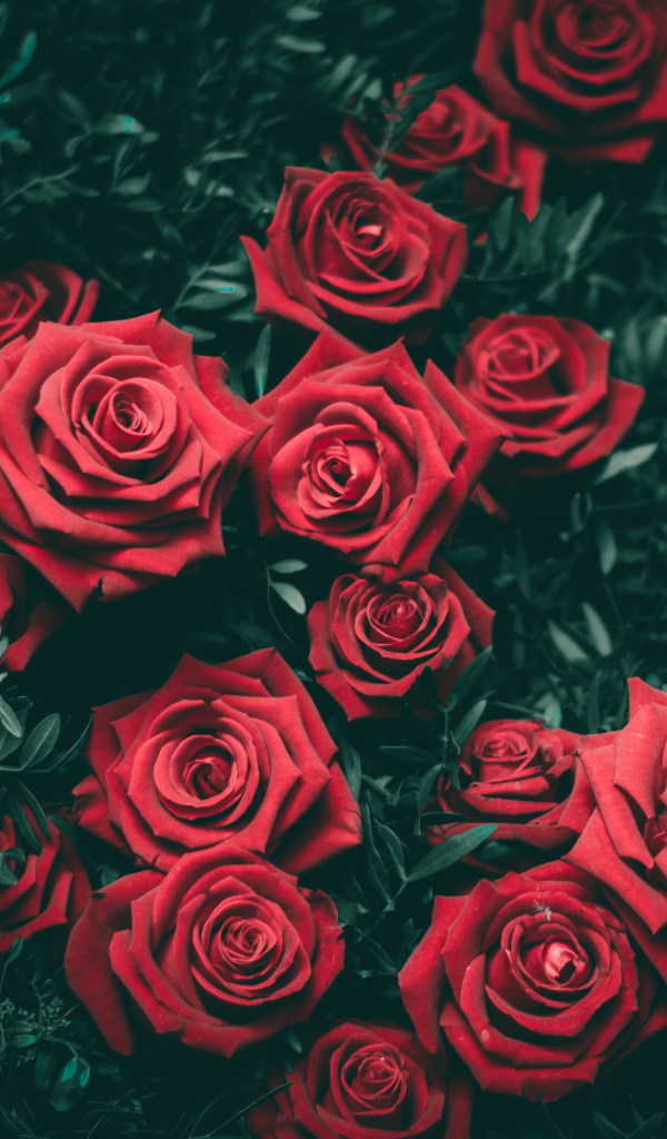 Много красивых алых роз на клумбе