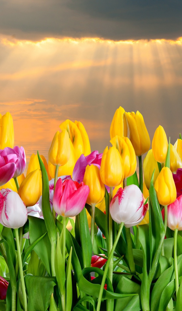 Много красивых тюльпанов под небом