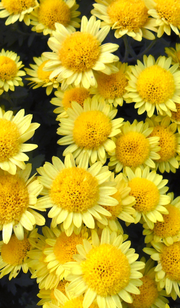 Много красивых желтых хризантем крупным планом