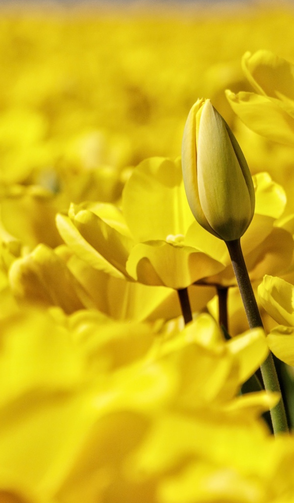 Много красивых желтых тюльпанов крупным планом