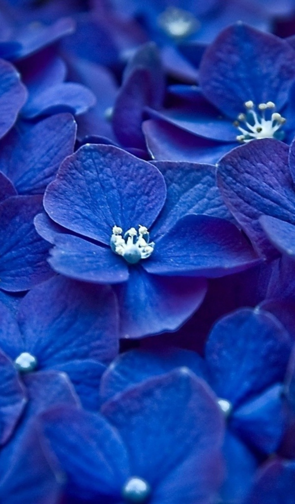 Много синих цветов гортензии крупным планом