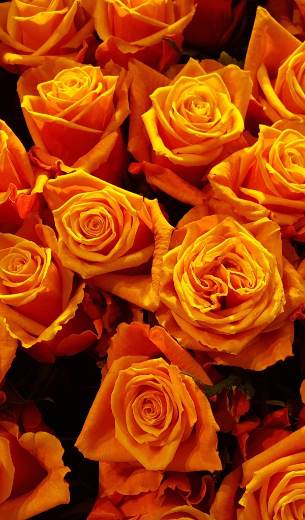 Много оранжевых роз крупным планом
