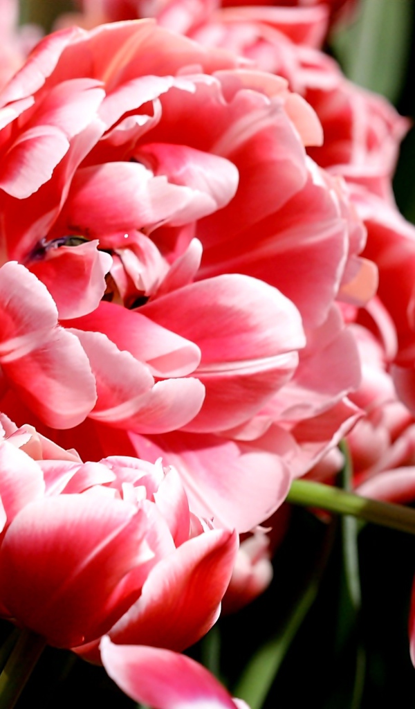 Много розово-белых тюльпанов крупным планом