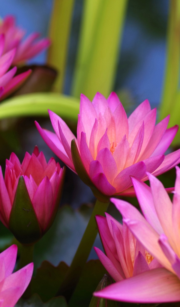 Много розовых цветов лотоса крупным планом