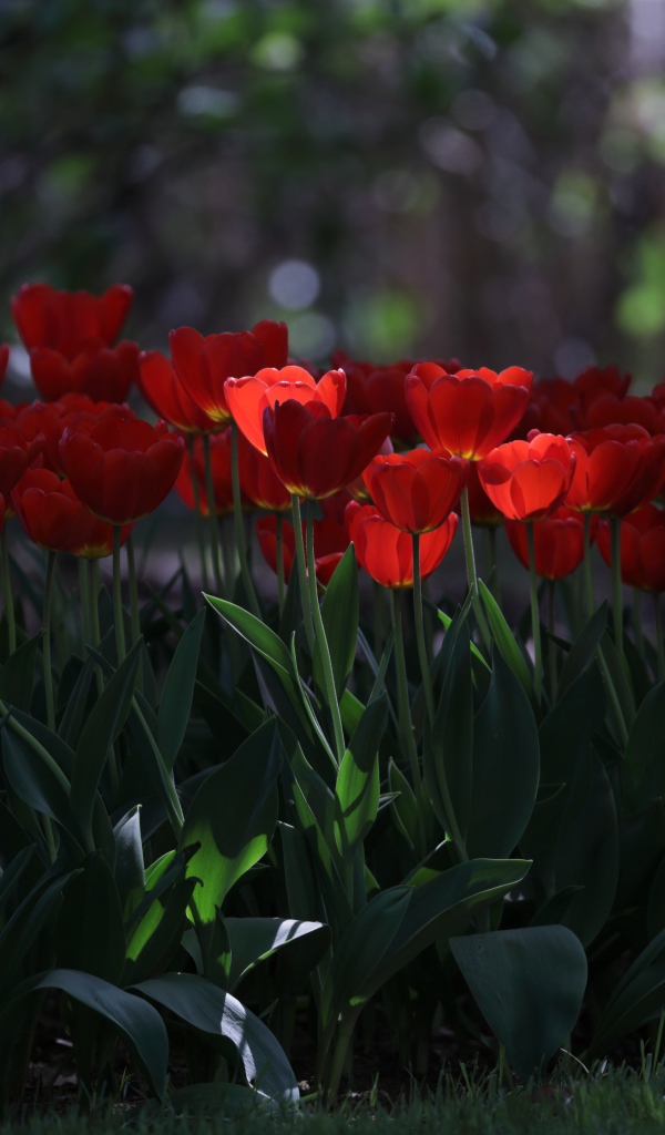 Много красных тюльпанов в  тени 