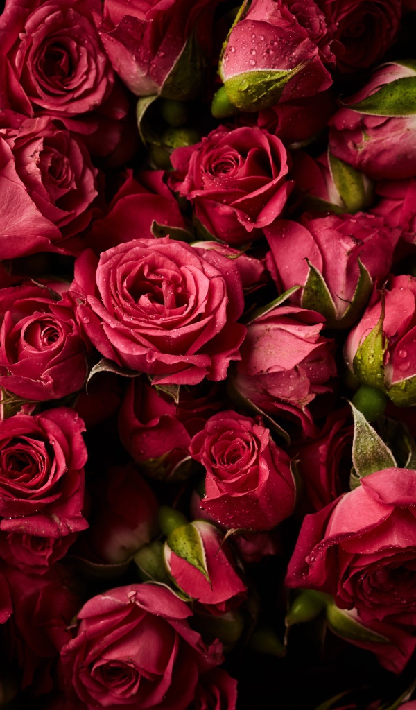 Много сорванных красных роз в каплях росы