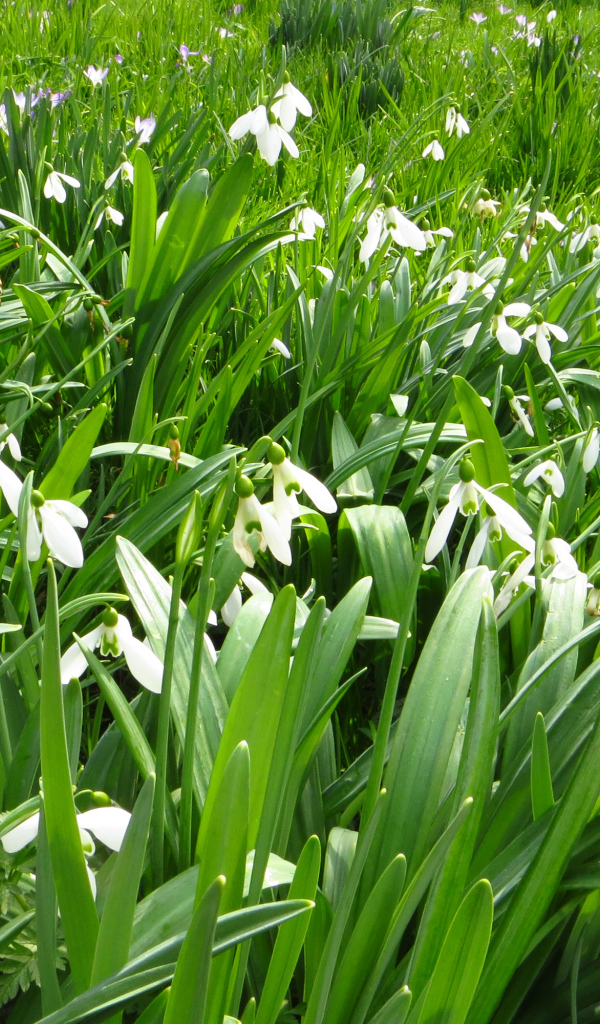 Много белых подснежников с зелеными листьями