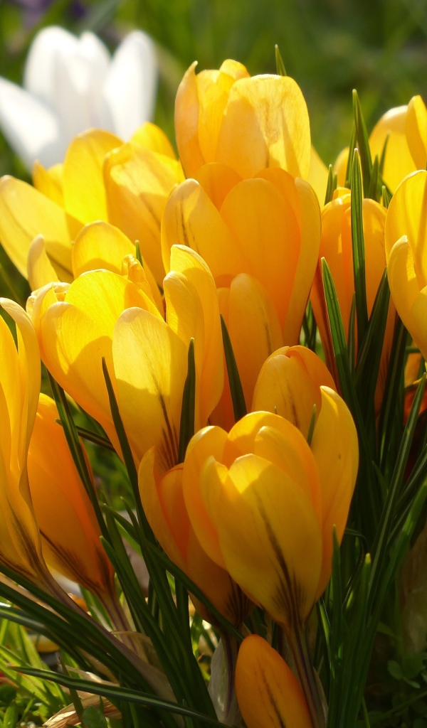 Много желтых весенних цветов крокусов