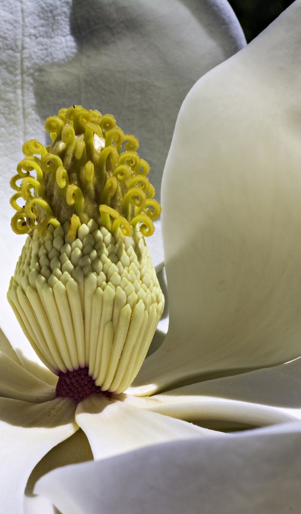 Середина белого цветка магнолии крупным планом