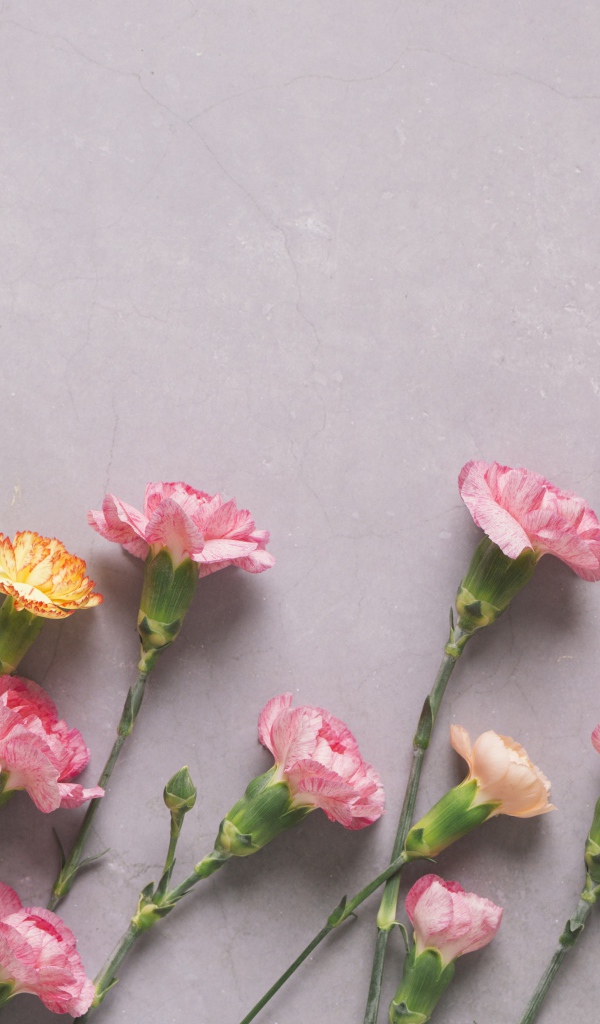 Разноцветные гвоздики на сером фоне