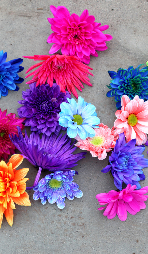 Разноцветный срезанные цветы хризантемы