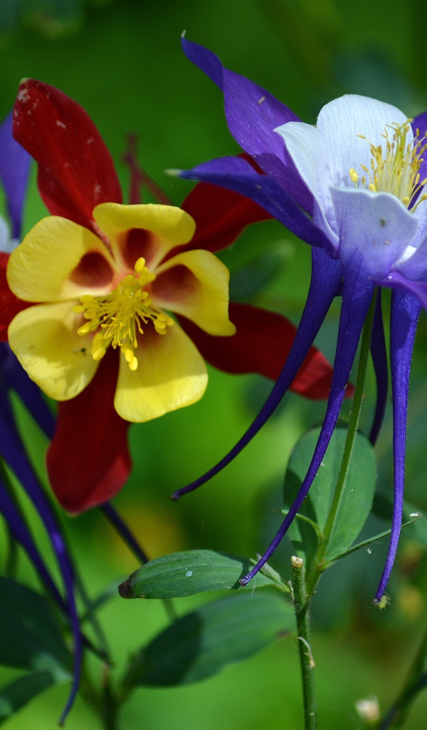 Разноцветные цветы водосбора на клумбе