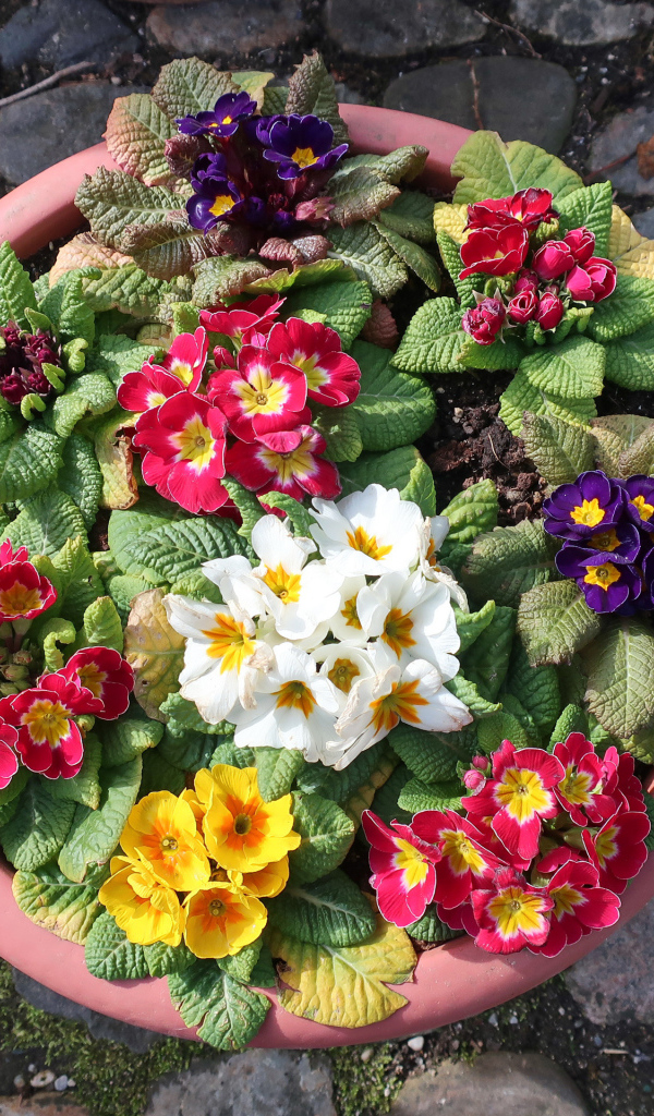 Разноцветные цветы примулы на клумбе