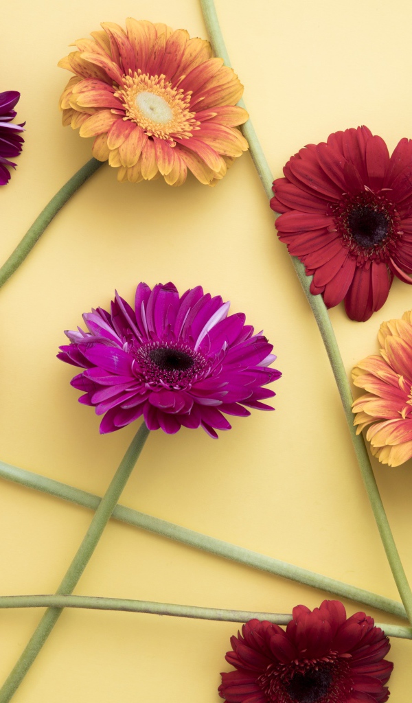 Разноцветные герберы на желтом фоне