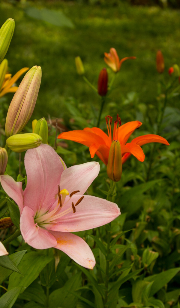 Разноцветные лилии с бутонами на клумбе в саду