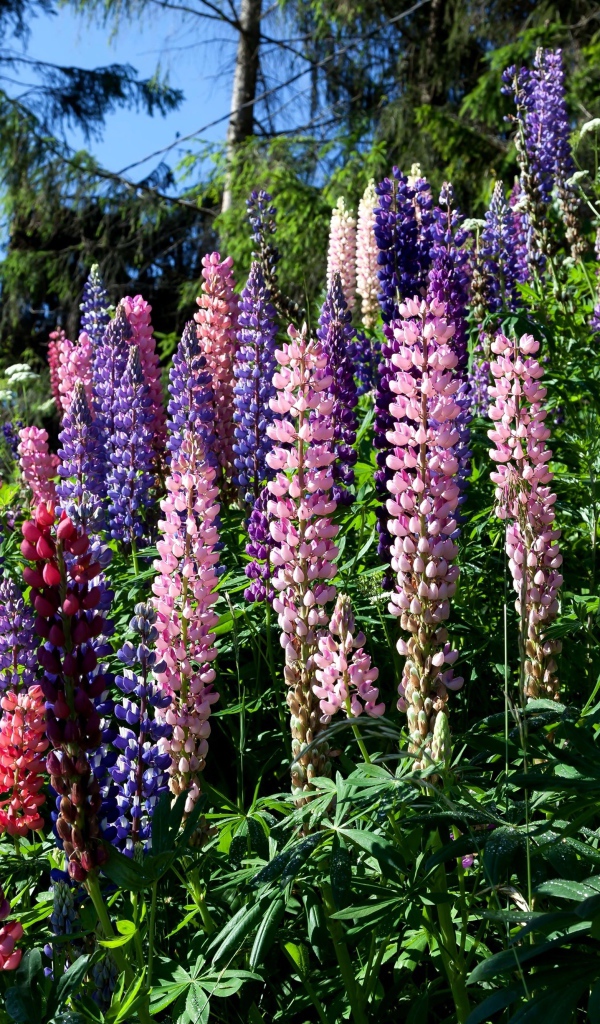 Разноцветные цветы люпина солнечным днем