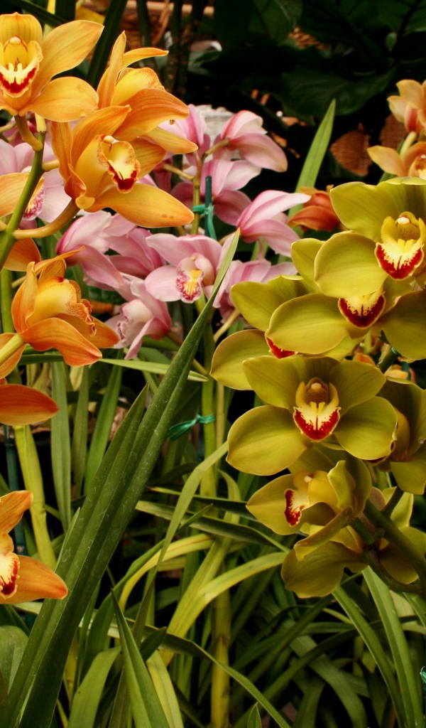 Разноцветные орхидеи в оранжерее