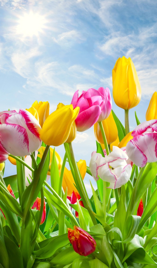Разноцветные тюльпаны на фоне голубого неба с солнцем