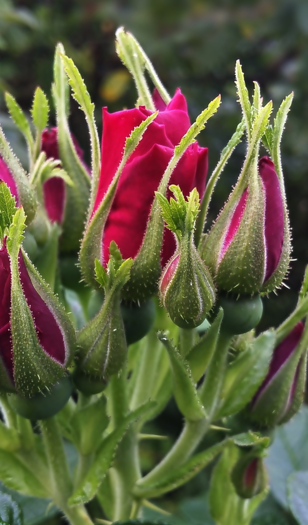 Нераспустившиеся бутоны красной розы вблизи