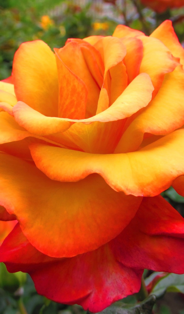 Оранжево - красная роза крупным планом