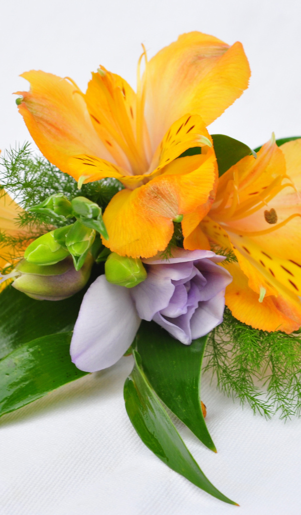 Оранжевые цветы альстромерия на белом фоне