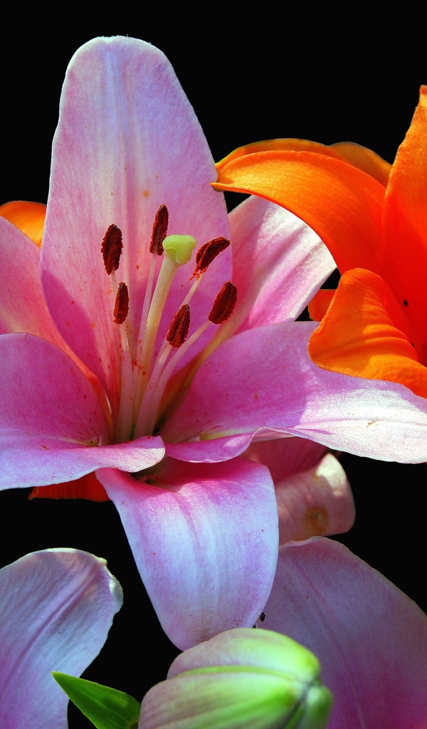 Orange and pink lilies close-up on a black background