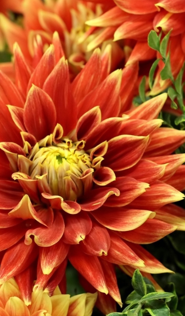 Оранжевые красивые георгины крупным планом 