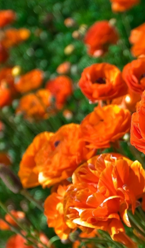 Оранжевые лютики крупным планом