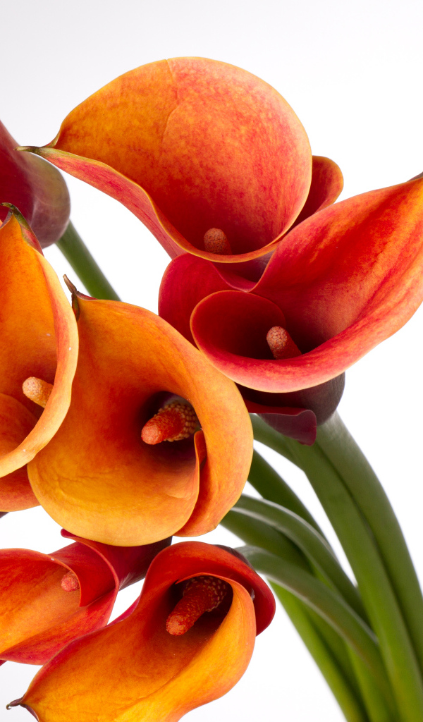 Оранжевые каллы на сером фоне крупным планом