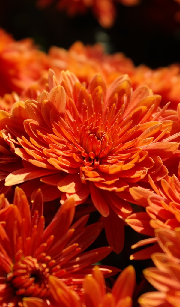 Оранжевые цветы хризантемы крупным планом