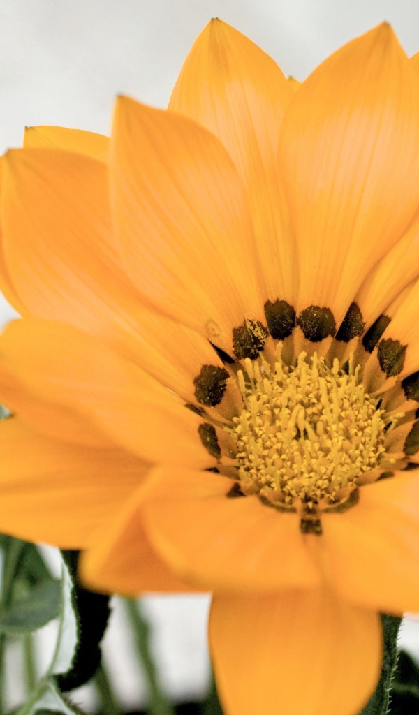 Оранжевый цветок газания с бутоном