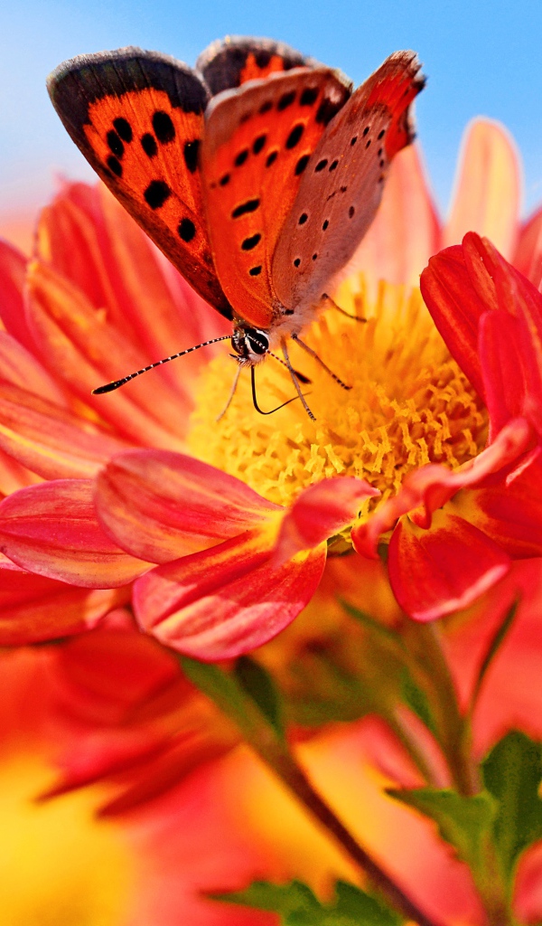 Оранжевые цветы георгина с бабочкой