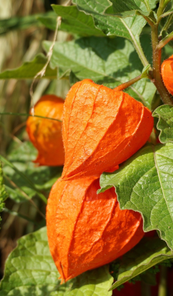 Оранжевые цветы физалиса крупным планом