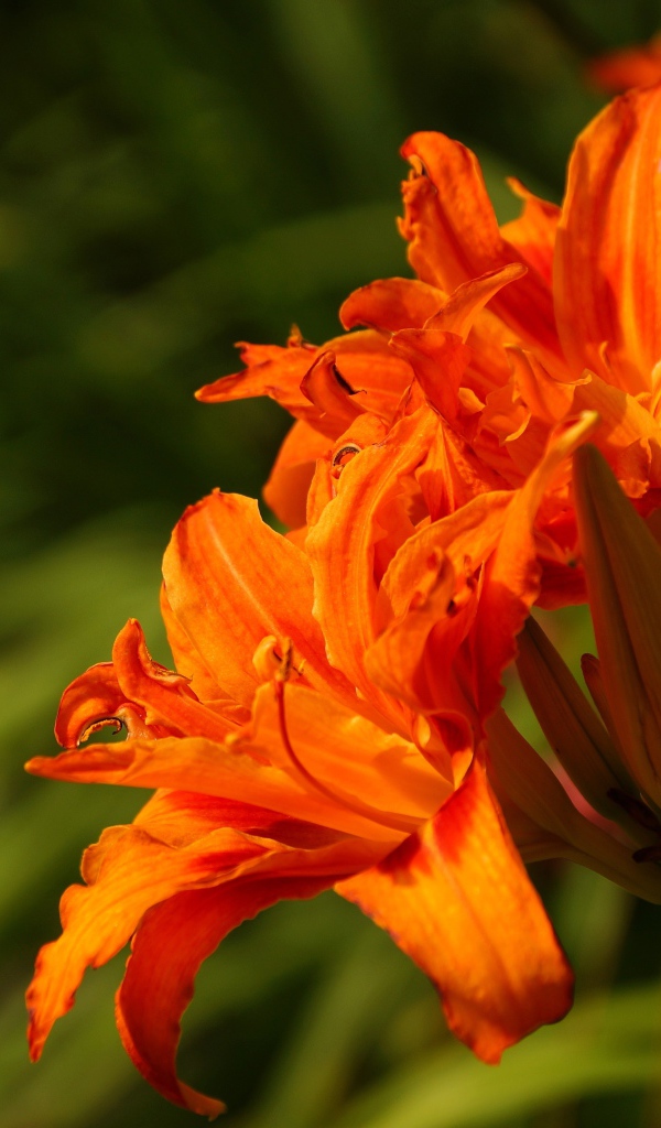 Оранжевые садовые лилии с бутонами