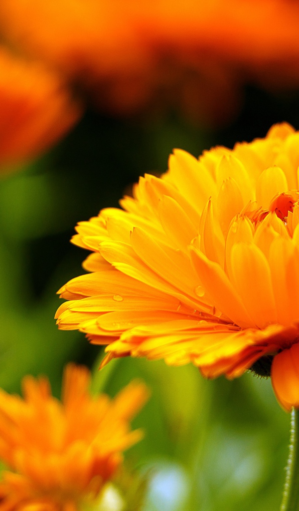 Оранжевый цветок герберы крупным планом