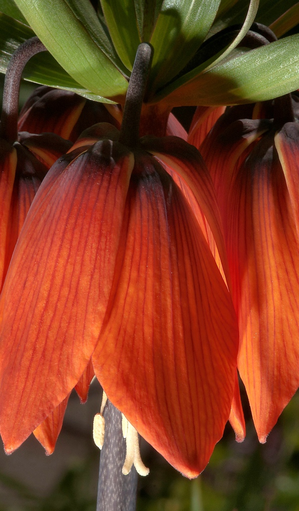 Оранжевые цветы рябчика крупным планом