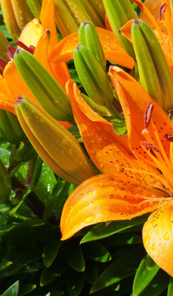 Оранжевые лилии с бутонами в каплях воды