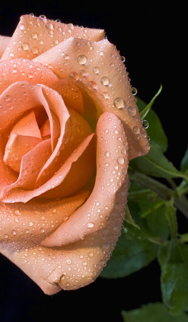 Оранжевый цветок розы в каплях росы на черном фоне