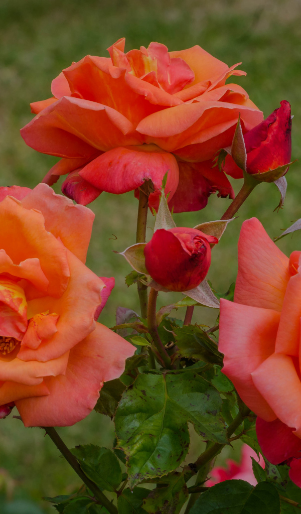 Оранжевые розы с бутонами на клумбе в саду