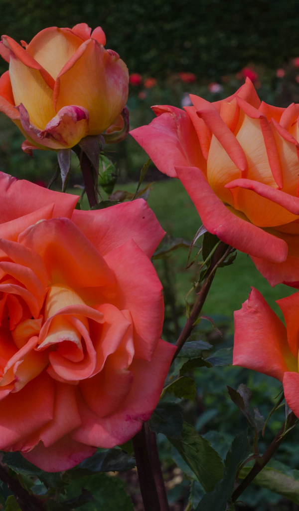 Оранжевые розы с бутонами на клумбе крупным планом