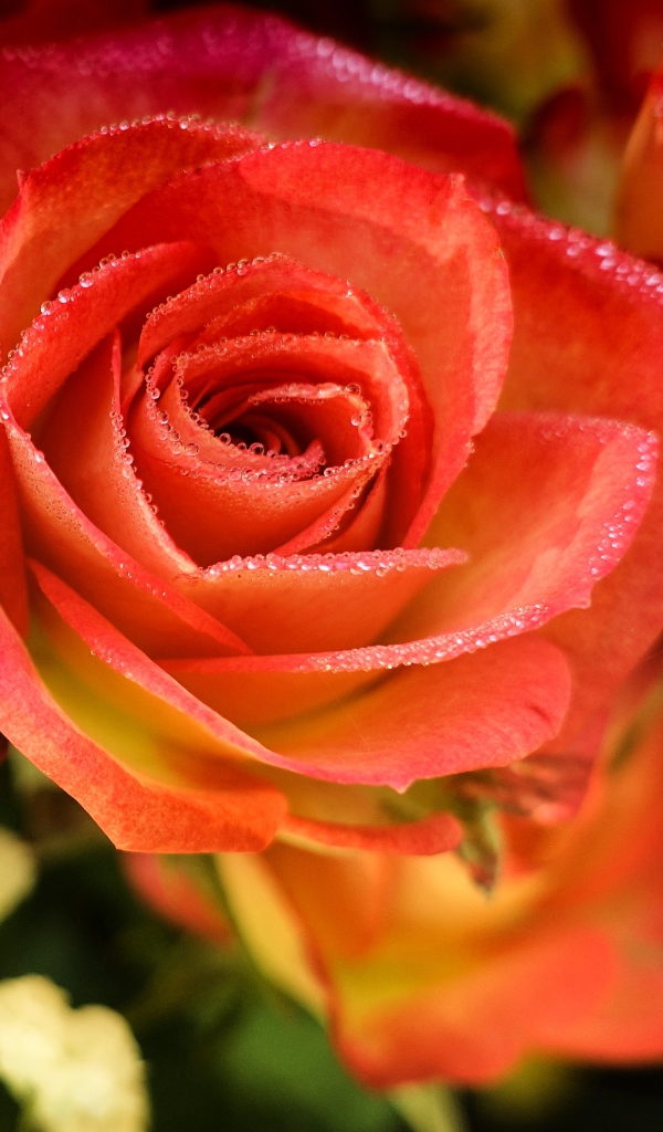 Оранжевые розы с росой на лепестках крупным планом