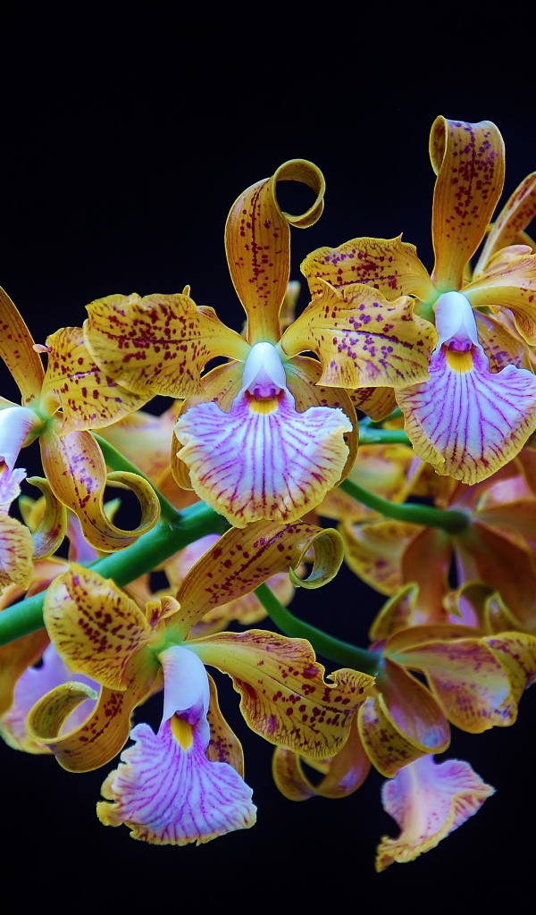 Оранжевые тигровые орхидеи на черном фоне