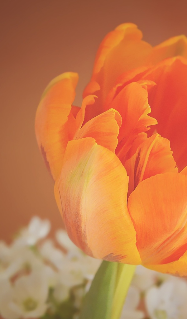 Оранжевый тюльпан крупным планом