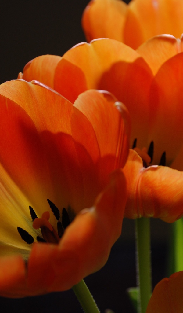Оранжевые тюльпаны крупным планом