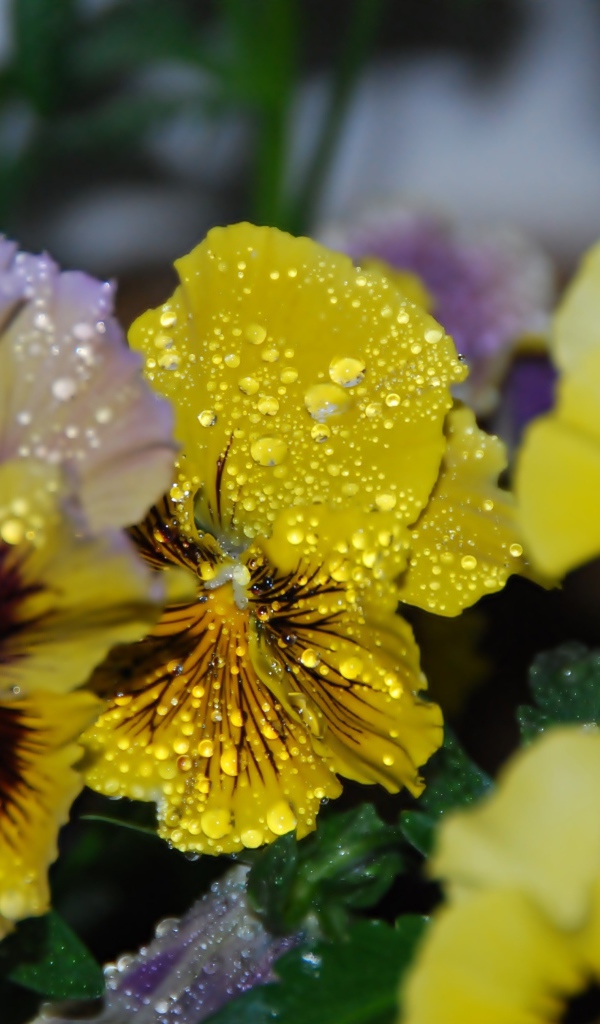 Цветы анютины глазки в каплях росы