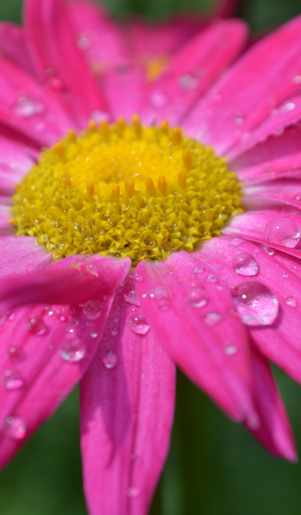 Розовый цветок эхинацеи в каплях дождя