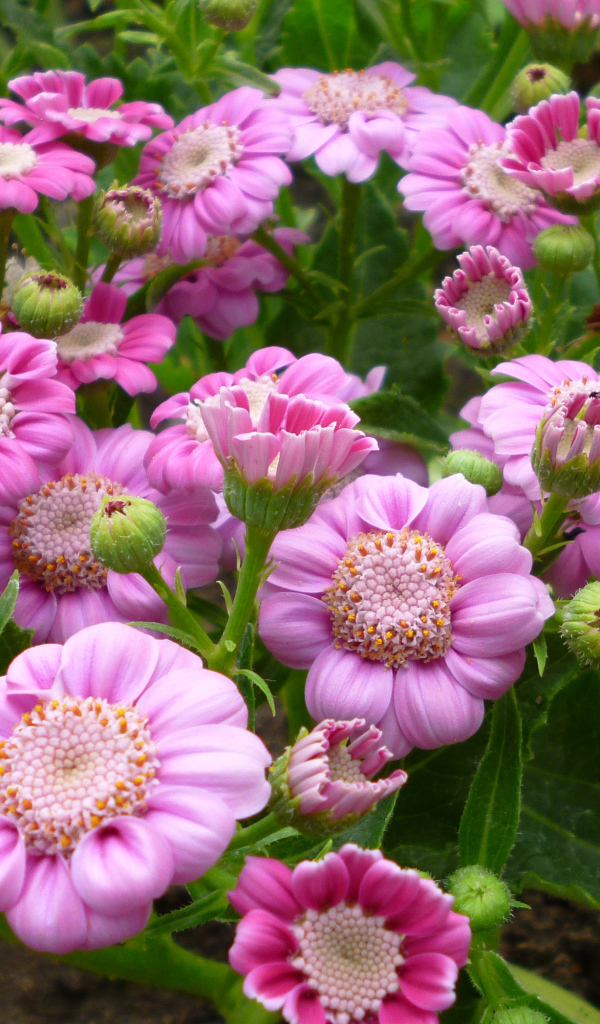 Розовые садовые цветы цинерария